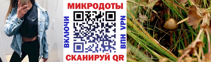 Галлюциногенные грибы Cubensis  Стрежевой 